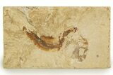 Cretaceous Fossil Shrimp and Fish - Lebanon #323746-1